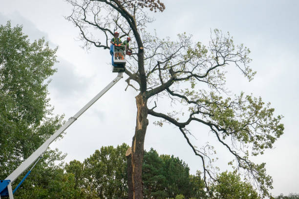 Best Dead Tree Removal  in Charlotte Hall, MD